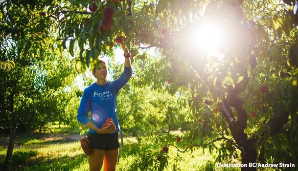 Picking Fruit In The Okanagan